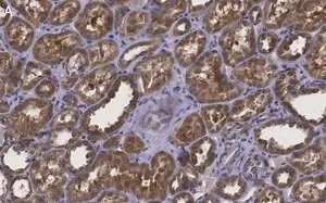 Merck Anti-Erythropoietin Antibody, clone 6E5, ZooMAb Rabbit Monoclonal