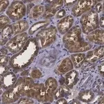 Merck Anti-Erythropoietin Antibody, clone 6E5, ZooMAb Rabbit Monoclonal