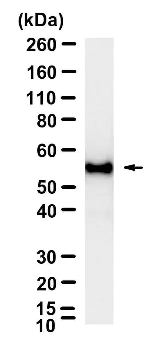 Merck Anti-Myc tag Antibody, clone 9E10 ZooMAb Mouse Monoclonal
