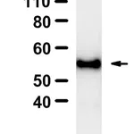 Merck Anti-Myc tag Antibody, clone 9E10 ZooMAb Mouse Monoclonal