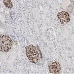 Merck Anti-Nestin Antibody, clone 10C2 ZooMAb Mouse Monoclonal