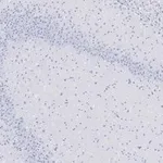 Merck Anti-GluR2 Antibody, clone 1K4, ZooMAb Rabbit Monoclonal