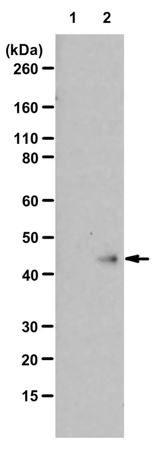 Merck Anti-N1-Phosphohistidine (1-pHis) Antibody, clone SC1-1, ZooMAb Rabbit Monoclonal