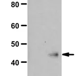 Merck Anti-N1-Phosphohistidine (1-pHis) Antibody, clone SC1-1, ZooMAb Rabbit Monoclonal