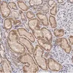 Merck Anti-Claudin 6 Antibody, clone 1B22 ZooMAb Rabbit Monoclonal