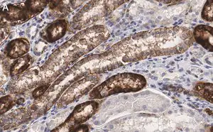 Merck Anti-Na+/K+ ATPase α-1 Antibody, clone C464.6 ZooMAb Mouse Monoclonal