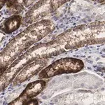 Merck Anti-Na+/K+ ATPase α-1 Antibody, clone C464.6 ZooMAb Mouse Monoclonal