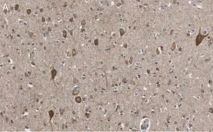 Merck Anti-VGLUT2 Antibody, clone 8G9.2 ZooMAb Mouse Monoclonal