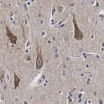 Merck Anti-TOMM20 Antibody, clone 5H22 ZooMAb Rabbit Monoclonal