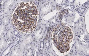 Merck Anti-Vimentin Antibody, clone 2I13 ZooMAb Rabbit Monoclonal