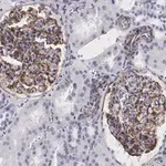 Merck Anti-Vimentin Antibody, clone 2I13 ZooMAb Rabbit Monoclonal