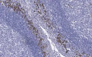 Merck Anti-β-Tubulin Antibody, clone 1C9 ZooMAb Rabbit Monoclonal