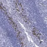 Merck Anti-β-Tubulin Antibody, clone 1C9 ZooMAb Rabbit Monoclonal