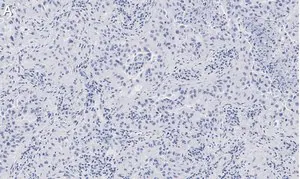 Merck Anti-Integrin pan-αV Antibody, clone EM01309 , ZooMAb Rabbit Monoclonal