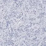 Merck Anti-Integrin pan-αV Antibody, clone EM01309 , ZooMAb Rabbit Monoclonal