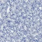 Merck Anti-MLKL Antibody, clone 3F13, ZooMAb Rabbit Monoclonal