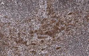 Merck Anti-Caspase-1 p10 Antibody, clone 9H11 ZooMAb Rabbit Monoclonal