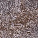 Merck Anti-Caspase-1 p10 Antibody, clone 9H11 ZooMAb Rabbit Monoclonal