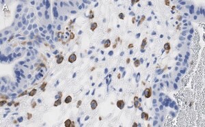 Merck Anti-FCGR2B/CD32 Antibody, clone 3G17 ZooMAb Rabbit Monoclonal