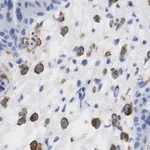 Merck Anti-FCGR2B/CD32 Antibody, clone 3G17 ZooMAb Rabbit Monoclonal