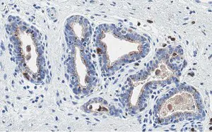 Merck Anti-PTEN Antibody, clone 6B12 ZooMAb Rabbit Monoclonal