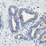 Merck Anti-PTEN Antibody, clone 6B12 ZooMAb Rabbit Monoclonal