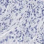 Merck Anti-uPAR Antibody, clone 2G10 , ZooMAb Rabbit Monoclonal