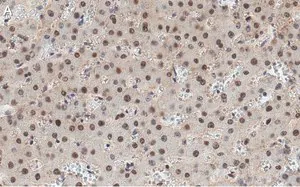 Merck Anti-HNF-4alpha Antibody, clone 4C19 ZooMAb Rabbit Monoclonal