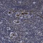 Merck Anti-PD-1 Antibody, clone 1F7 ZooMAb Rabbit Monoclonal