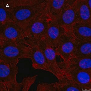 Merck Anti-GST Antibody, clone 5B8 , ZooMAb Rabbit Monoclonal