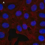 Merck Anti-GST Antibody, clone 5B8 , ZooMAb Rabbit Monoclonal