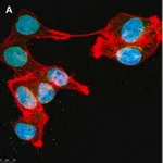 Merck Anti-DOCK11 Antibody, clone 1F11 ZooMAb Rabbit Monoclonal