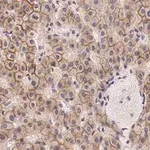 Merck Anti-N-Cadherin Antibody, clone 3H17 ZooMAb Rabbit Monoclonal