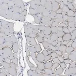 Merck Anti-Dystrophin Antibody, clone 2C6 (MANDYS106) ZooMAb Mouse Monoclonal