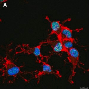 Merck Anti-Olig2 Antibody, clone 1K2 ZooMAb Rabbit Monoclonal