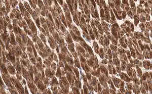 Merck Anti-Cytochrome c Antibody, clone 1M14 ZooMAb Rabbit Monoclonal