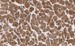 Merck Anti-Phospholamban Antibody, clone 4J16 , ZooMAb Rabbit Monoclonal