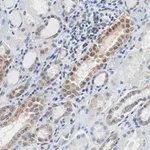 Merck Anti-STAT1 (isoform alpha) Antibody, clone 1D4 ZooMAb Rabbit Monoclonal