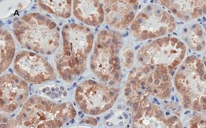 Merck Anti-Bax Antibody, clone 1C7, ZooMAb Rabbit Monoclonal