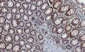 Merck Anti-Stat3 Antibody, clone 4N11, ZooMAb Rabbit Monoclonal