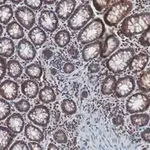 Merck Anti-Stat3 Antibody, clone 4N11, ZooMAb Rabbit Monoclonal