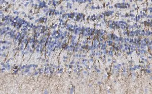 Merck Anti-Doublecortin Antibody, clone 3F11 ZooMAb Rabbit Monoclonal