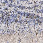 Merck Anti-Doublecortin Antibody, clone 3F11 ZooMAb Rabbit Monoclonal