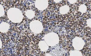 Merck Anti-CD63 Antibody, clone 3H6 ZooMAb Rabbit Monoclonal