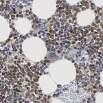 Merck Anti-CD63 Antibody, clone 3H6 ZooMAb Rabbit Monoclonal