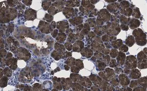 Merck Anti-ATG9A Antibody, clone 5B11, ZooMAb Rabbit Monoclonal