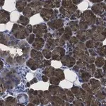 Merck Anti-ATG9A Antibody, clone 5B11, ZooMAb Rabbit Monoclonal