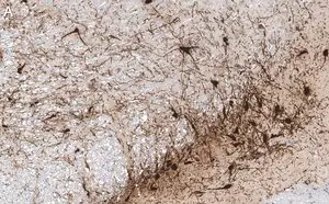 Merck Anti-Tyrosine Hydroxylase Antibody, clone 20/40/15 ZooMAb Mouse Monoclonal