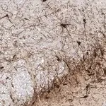 Merck Anti-Tyrosine Hydroxylase Antibody, clone 20/40/15 ZooMAb Mouse Monoclonal