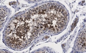 Merck Anti-Centrin Antibody, clone 20H5 ZooMAb Mouse Monoclonal